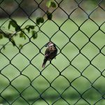 Wie wählt man den richtigen Maschendrahtzaun für den eigenen Garten?